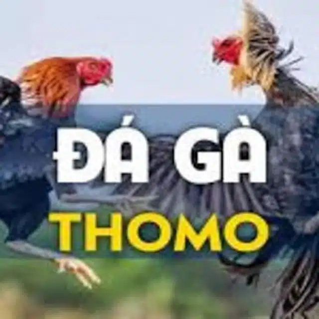 Đá gà Thomo là một trong những loại hình giải trí phổ biến nhất hiện tại